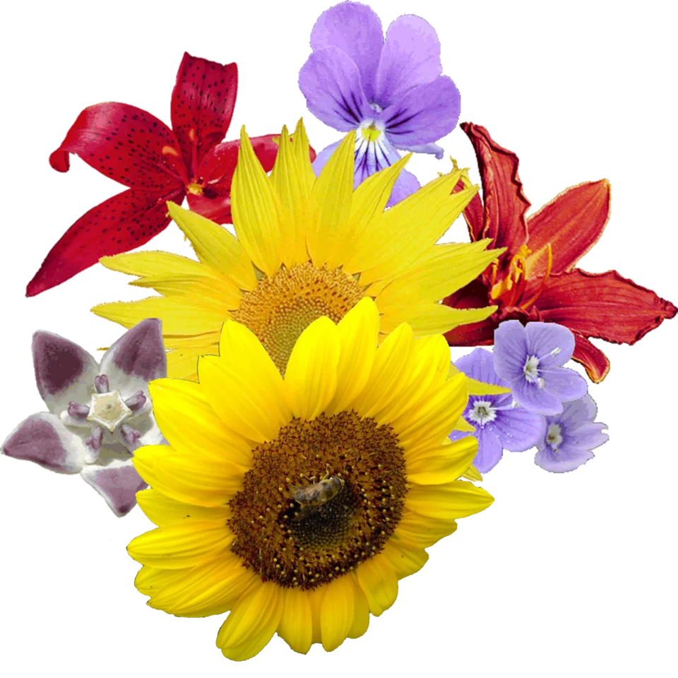 Cut Flowers