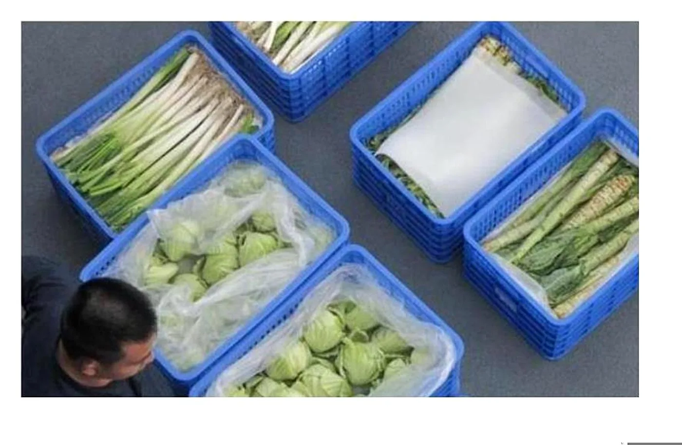 Bok Choy